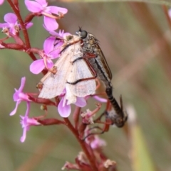 Zosteria sp. (genus) at Mongarlowe, NSW - suppressed