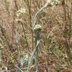 Pseudognaphalium luteoalbum (Jersey Cudweed) at The Pinnacle - 21 Dec 2022 by sangio7