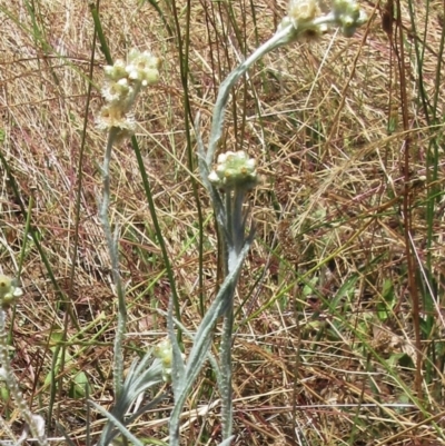 Pseudognaphalium luteoalbum (Jersey Cudweed) at Weetangera, ACT - 21 Dec 2022 by sangio7