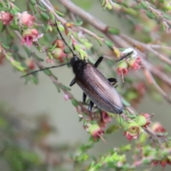 Homotrysis cisteloides (Darkling beetle) at Mongarlowe, NSW - 23 Dec 2022 by LisaH