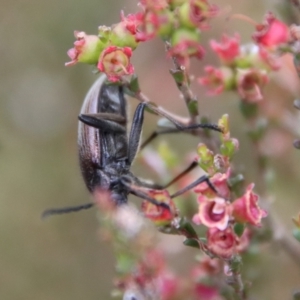 Homotrysis cisteloides at Mongarlowe, NSW - 23 Dec 2022