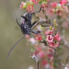 Homotrysis cisteloides at Mongarlowe, NSW - 23 Dec 2022