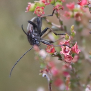 Homotrysis cisteloides at Mongarlowe, NSW - 23 Dec 2022