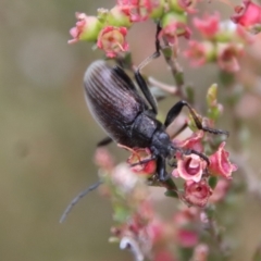 Homotrysis cisteloides at Mongarlowe, NSW - 23 Dec 2022