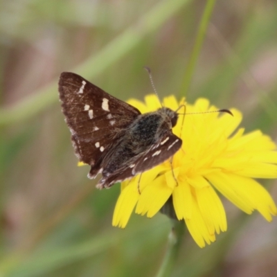 Pasma tasmanica (Two-spotted Grass-skipper) at QPRC LGA - 23 Dec 2022 by LisaH