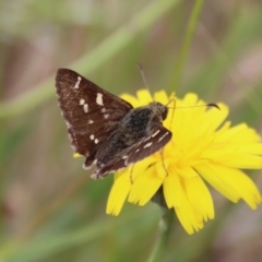 Pasma tasmanica (Two-spotted Grass-skipper) at Mongarlowe, NSW - 23 Dec 2022 by LisaH