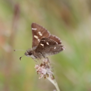 Pasma tasmanica at Mongarlowe, NSW - 23 Dec 2022