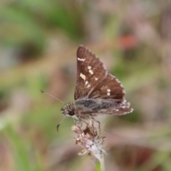 Pasma tasmanica at Mongarlowe, NSW - suppressed