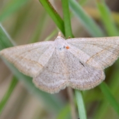 Taxeotis endela (Looper or geometer moth) at Mongarlowe, NSW - 23 Dec 2022 by LisaH