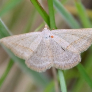 Taxeotis endela at Mongarlowe, NSW - suppressed