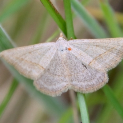 Taxeotis endela (Looper or geometer moth) at Mongarlowe River - 23 Dec 2022 by LisaH