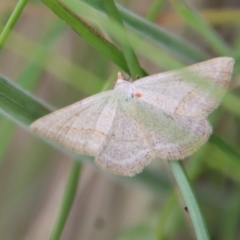 Taxeotis endela at Mongarlowe, NSW - suppressed