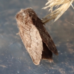 Pernattia pusilla (She-Oak Moth) at Moruya, NSW - 24 Dec 2022 by LisaH