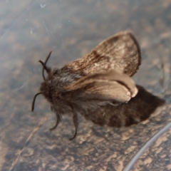 Pernattia pusilla at Moruya, NSW - suppressed