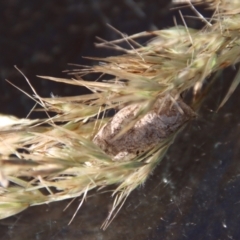 Pernattia pusilla at Moruya, NSW - suppressed