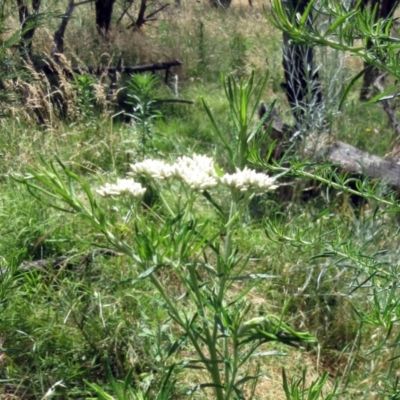 Cassinia aculeata subsp. aculeata (Dolly Bush, Common Cassinia, Dogwood) at Molonglo Valley, ACT - 21 Dec 2022 by sangio7