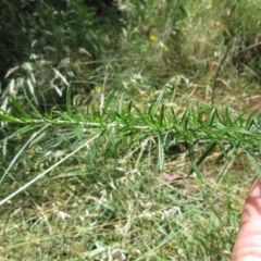 Cassinia aculeata subsp. aculeata at Molonglo Valley, ACT - 21 Dec 2022