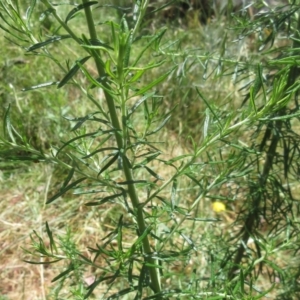 Cassinia aculeata subsp. aculeata at Molonglo Valley, ACT - 21 Dec 2022