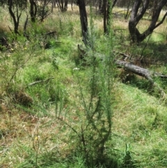 Cassinia aculeata subsp. aculeata at Molonglo Valley, ACT - 21 Dec 2022