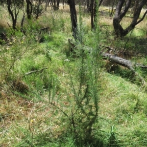 Cassinia aculeata subsp. aculeata at Molonglo Valley, ACT - 21 Dec 2022