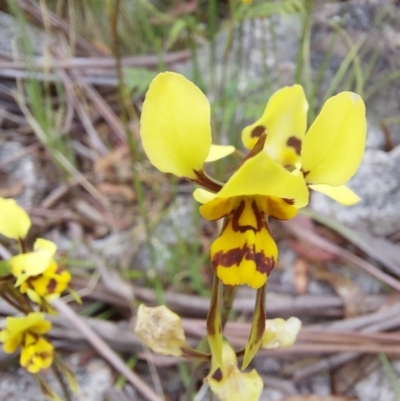 Diuris sulphurea (Tiger Orchid) at Paddys River, ACT - 26 Dec 2022 by Venture
