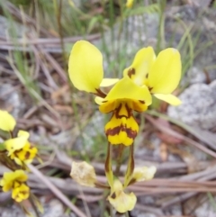 Diuris sulphurea at Paddys River, ACT - 26 Dec 2022