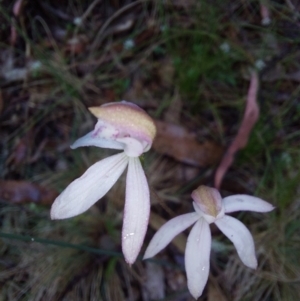 Caladenia moschata at Cotter River, ACT - 26 Dec 2022