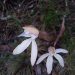 Caladenia moschata (Musky Caps) at Cotter River, ACT - 26 Dec 2022 by Venture