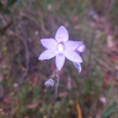 Thelymitra sp. (nuda complex) (Sun Orchid) at Cotter River, ACT - 26 Dec 2022 by Venture