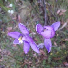 Thelymitra sp. (nuda complex) at Cotter River, ACT - suppressed