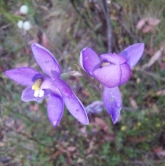 Thelymitra sp. (nuda complex) at Cotter River, ACT - suppressed