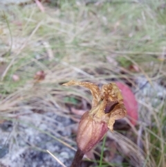 Chiloglottis sp. (A Bird/Wasp Orchid) at Cotter River, ACT - 26 Dec 2022 by Venture