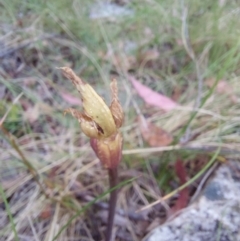 Chiloglottis sp. at Cotter River, ACT - 26 Dec 2022