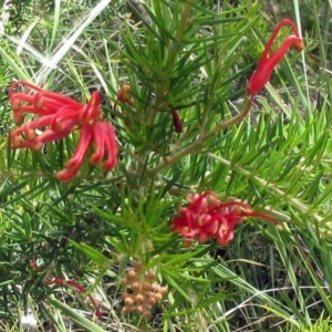 Grevillea juniperina subsp. fortis at Molonglo Valley, ACT - 21 Dec 2022 02:14 PM