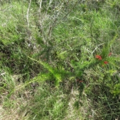 Grevillea juniperina subsp. fortis at Molonglo Valley, ACT - 21 Dec 2022