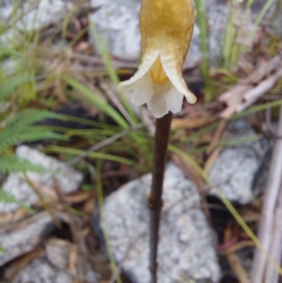 Gastrodia sp. (Potato Orchid) at Paddys River, ACT - 26 Dec 2022 by Venture
