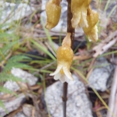 Gastrodia sp. at Paddys River, ACT - suppressed