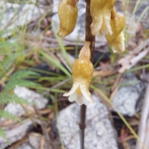 Gastrodia sp. at Paddys River, ACT - suppressed