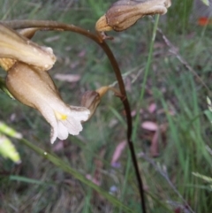 Gastrodia sesamoides (Cinnamon Bells) at Cotter River, ACT - 26 Dec 2022 by Venture