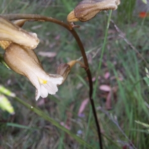 Gastrodia sesamoides at Cotter River, ACT - suppressed