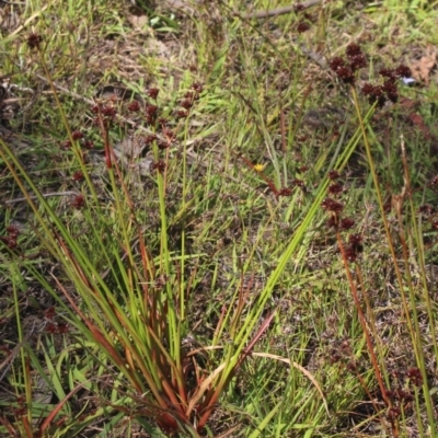 Juncus planifolius (broad-leaved rush) at Gundaroo, NSW - 26 Dec 2022 by MaartjeSevenster
