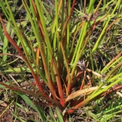 Juncus planifolius at Gundaroo, NSW - 26 Dec 2022 09:44 AM