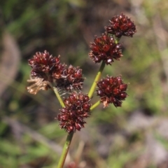 Juncus planifolius at Gundaroo, NSW - 26 Dec 2022 09:44 AM