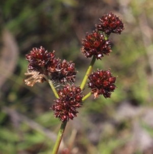 Juncus planifolius at Gundaroo, NSW - 26 Dec 2022 09:44 AM