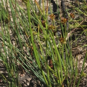 Juncus prismatocarpus at Gundaroo, NSW - 26 Dec 2022