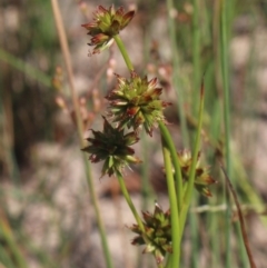 Juncus prismatocarpus at Gundaroo, NSW - 26 Dec 2022 09:41 AM