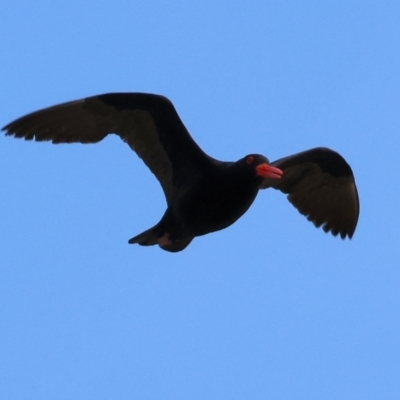 Haematopus fuliginosus (Sooty Oystercatcher) at Wallagoot, NSW - 25 Dec 2022 by KylieWaldon