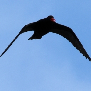 Haematopus fuliginosus at Wallagoot, NSW - suppressed