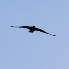 Haematopus fuliginosus at Wallagoot, NSW - 26 Dec 2022