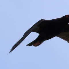 Haematopus fuliginosus at Wallagoot, NSW - 26 Dec 2022